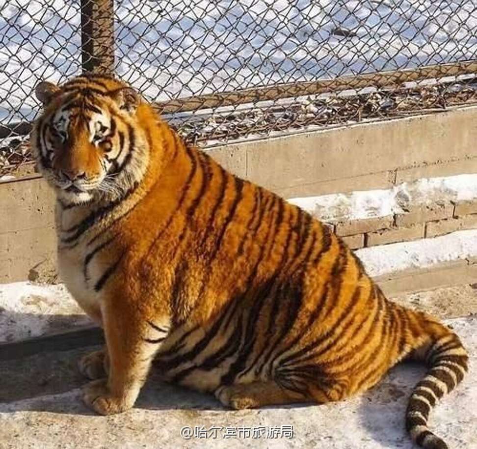 Photographs of tubby Siberian tigers at a zoo in China have gone viral online. Photo: Handout