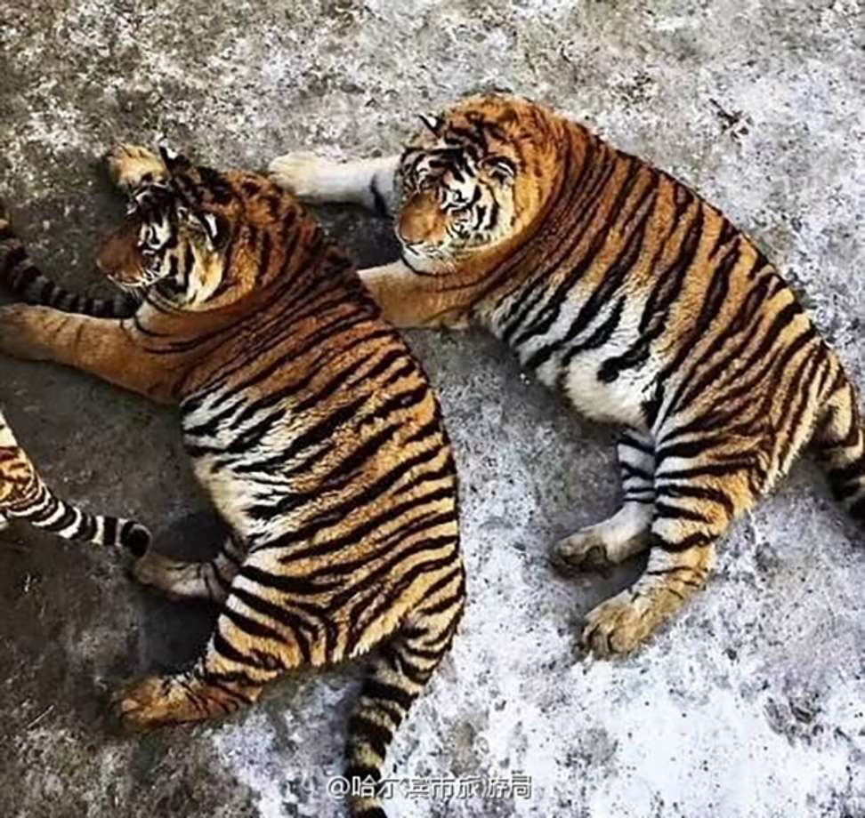 Obese' Siberian tigers in China zoo raise giggles but also health concerns  | South China Morning Post