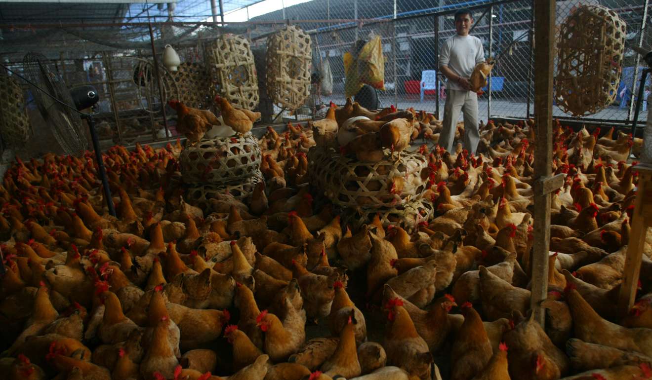 Previous outbreaks of bird flu have resulted in massive culls of poultry throughout China. Photo: SCMP Pictures