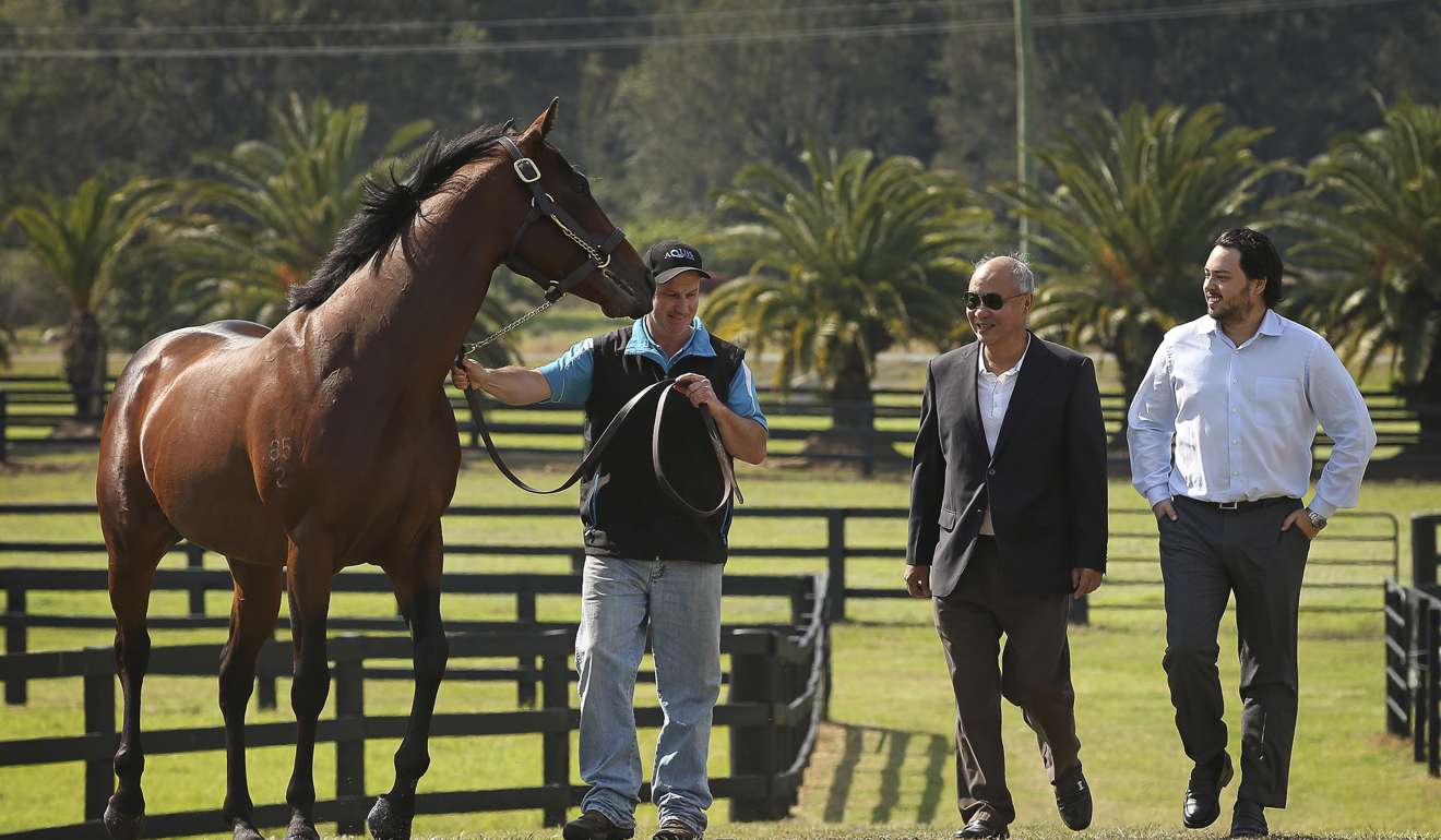 The Fung family runs a horse breeding farm in Canungra. Photo: Handout