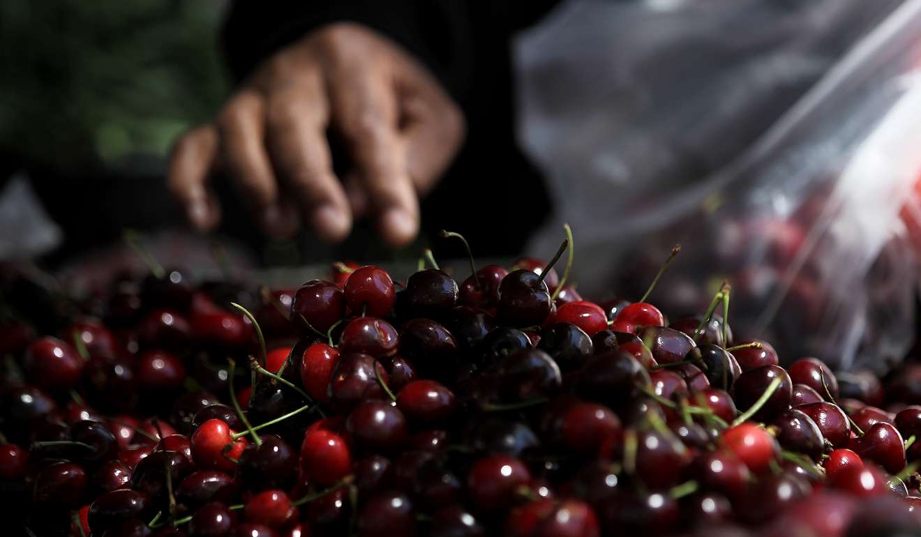 A customer shops for cherries at a farmers market in San Francisco, California. American fruit farms are particularly vulnerable to an immigration crackdown in the US. Photo: AFP