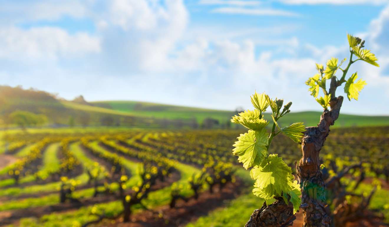 A vineyard in Australia, another beneficiary of increased spending in Asia on wine. Photo: Shutterstock