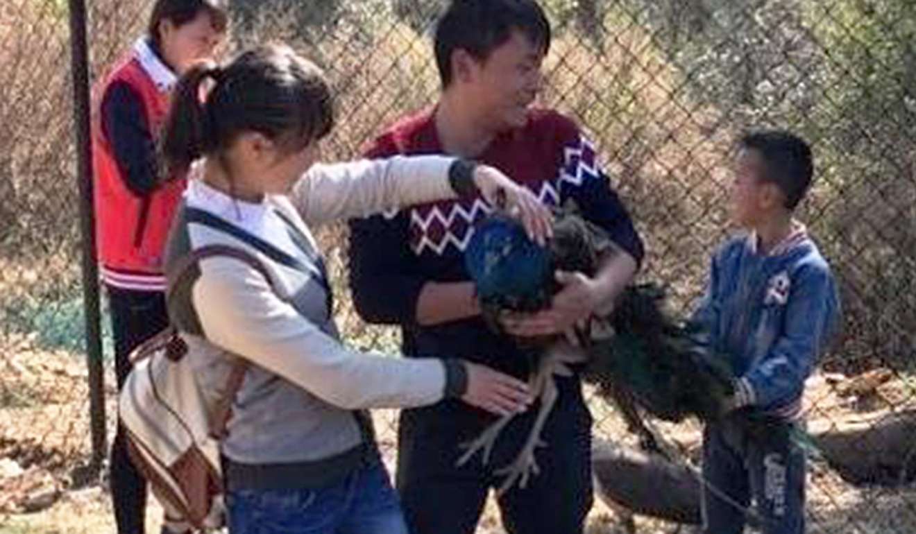 One of the peacocks at Yunnan Zoo died of shock on February 12, 2016, as a result of being held forcefully by Chinese tourists while they posed for photographs, the zoo said. Photo: Handout