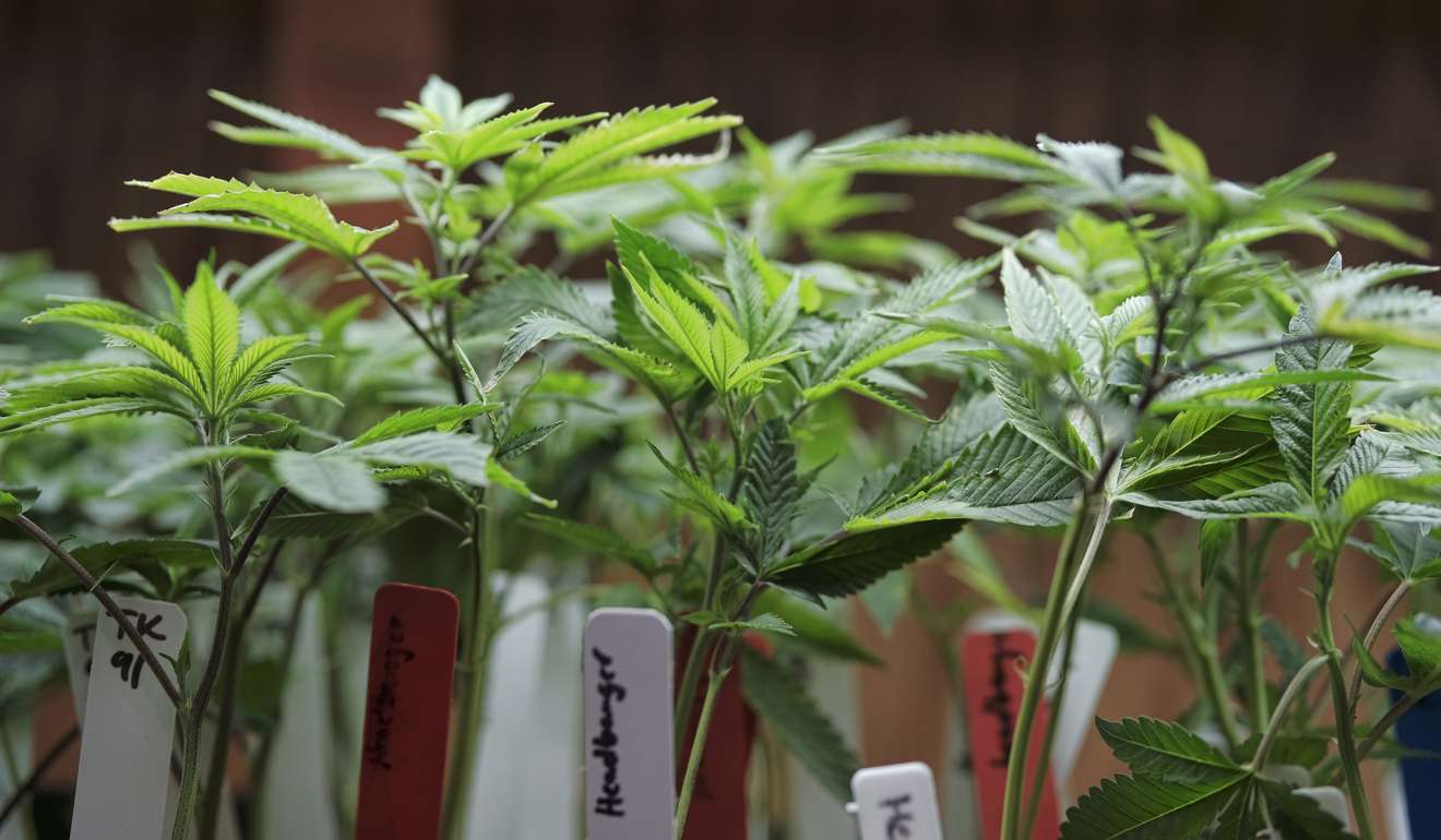 Marijuana plants are displayed for sale at the ShowGrow dispensary, a medical marijuana provider, in downtown Los Angeles. This year is poised to be a big one for legalised marijuana, with California and other states that recently approved recreational pot coming online. Photo: AP