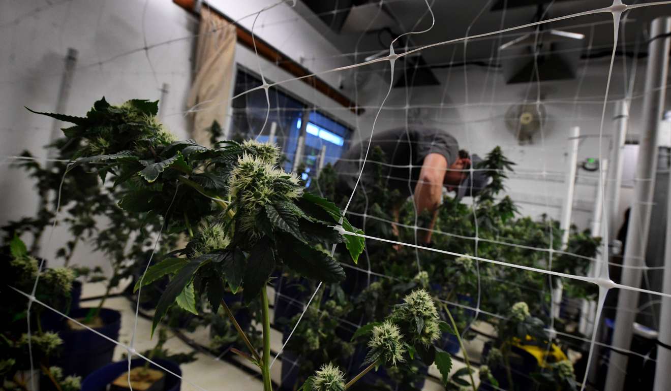 A worker tends to cannabis plants growing at the Perennial Holistic Wellness Centre, a medicinal marijuana dispensary, in Los Angeles, California. Of the 606 cannabis-related patents filed worldwide, China accounts for 309 of them. Photo: AFP