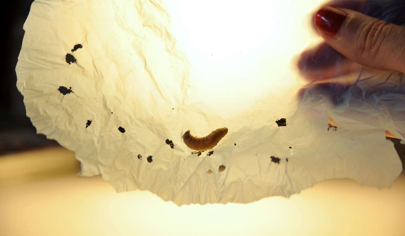 A handout picture released by the Spanish National Research Council (CSIC) shows a moth caterpillar on a plastic bag during a scientific experiment in Santander on April 17. Photo: AFP
