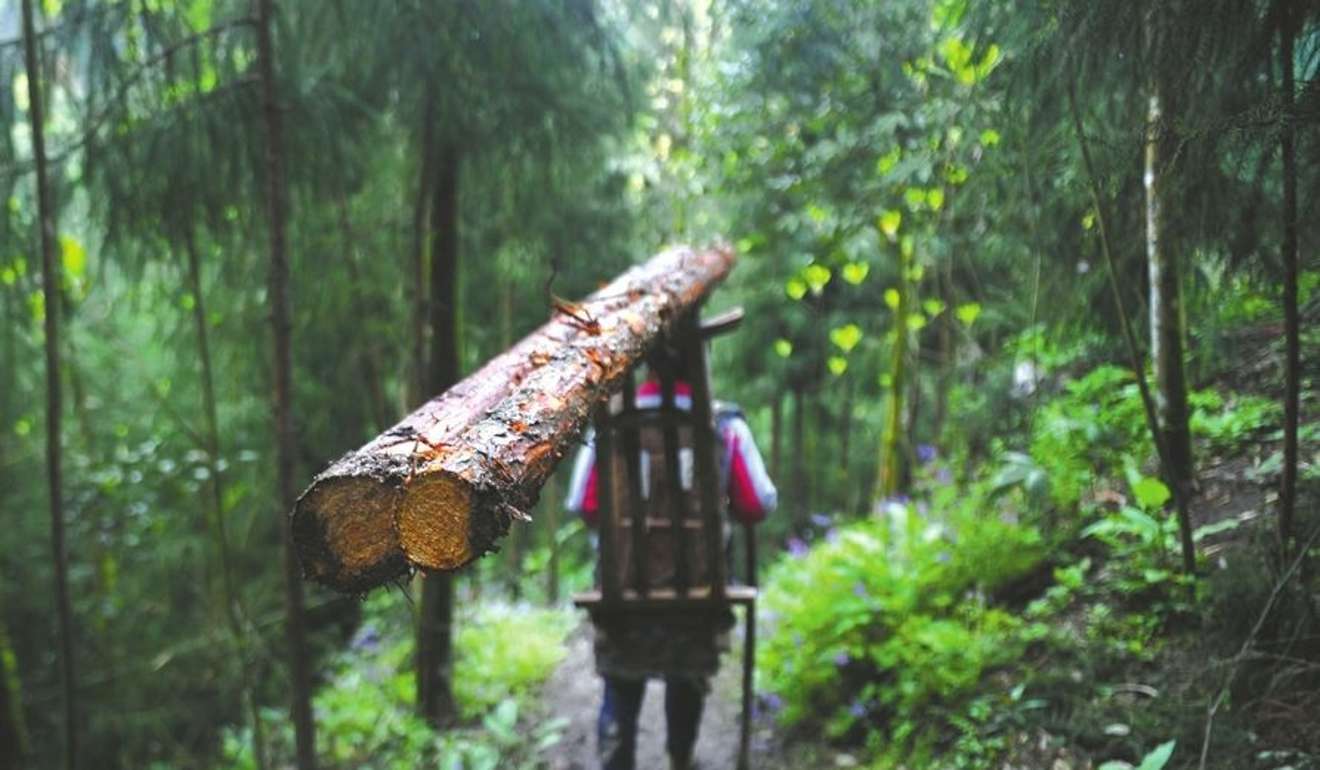 Kou is one of about a hundred loggers in the village of Shifeng in Lushan county, Sichuan province. Photo: Handout