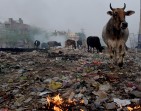 Holy cow! Push to outlaw beef in India seen as cultural oppression