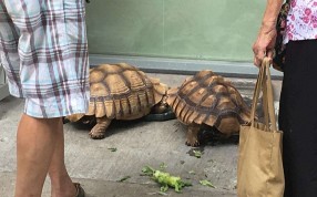 Turtles on display outside a panelling shop in Shau Kei Wan. Pictures: Kylie Knott Turtles on display outside a panelling shop in Shau Kei Wan. Pictures: Kylie Knott