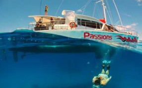 Passions of Paradise is an award-winning tourism operation that has taken more than 400,000 tourists to the reef since 1989. The company’s only previous fatality was an 80-year-old who died from a heart condition in 1997. Photo: Passions of Paradise Passions of Paradise is an award-winning tourism operation that has taken more than 400,000 tourists to the reef since 1989. The company’s only previous fatality was an 80-year-old who died from a heart condition in 1997. Photo: Passions of Paradise