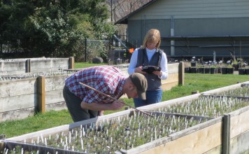 Scientists examining pine saplings in the AdapTree genotyping program. Photo: Genome BC