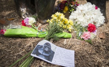 A sympathy card lies at the feet of a gorilla statue outside the Gorilla World exhibit at the Cincinnati zoo where a male gorilla named Harambe was killed, for fear he would hurt a young boy who had fallen into his enclosure. Photo: AP