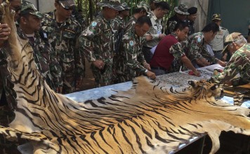 National Parks and Wildlife officers examine the skin of a tiger at the Tiger Temple. Photo: AP