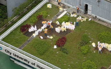 Workers remove vegetation on a rooftop at City University, following the collapse of a green roof at its sports centre. Photo: Sam Tsang
