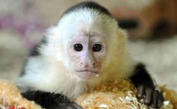 According to some accounts deadly clashes in the Libyan city of Sabha were triggered when a pet monkey was deliberately set upon a group of schoolgirls. Photo: AP