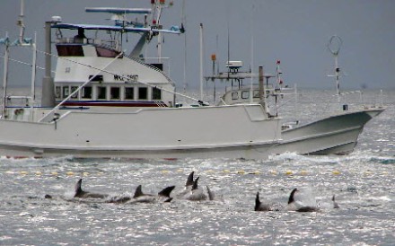Fishing boat sail to catch whales off Taiji, Wakayama Prefecture, in western Japan. Photo: AP