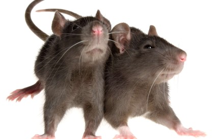 Jakarta recorded 40 cases last year of Leptospirosis – a bacterial infection from rat urine which can be deadly to humans. Photo: TNS