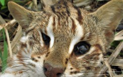 Photographer sets up Facebook page to document animals killed under the wheels in the hope it will give an idea of the scale of destruction and generate suggestions for ways to reduce roadkill