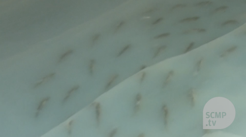 Dead fish skating rink uproar in Japan