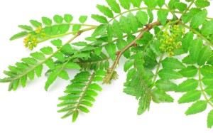 Meet sansho, Sichuan peppercorn's Japanese cousin