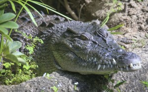 Pui Pui at the Hong Kong Wetland Park in the New Territories.