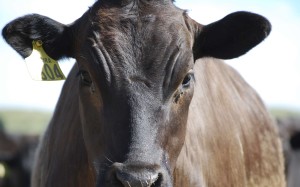 South Australian premium beef producer includes 2kg of Cadbury’s milk chocolate, and Allan Candy gummy worms and bears, in steers’ daily feed, producing meat that lacks the oily taste of some wagyu cuts
