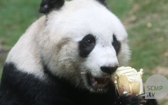 World's oldest panda, Jia Jia, put to sleep