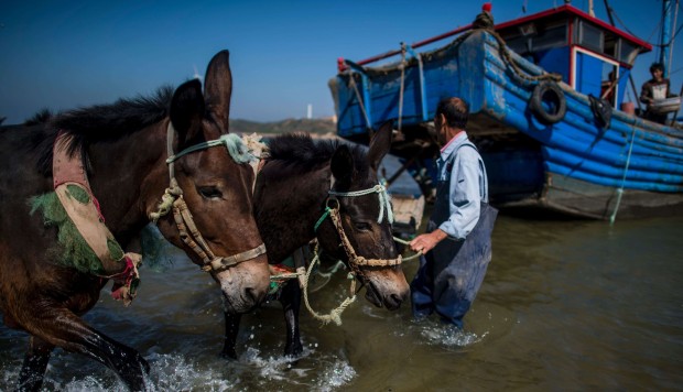 China's jellyfish-hauling mules a dying breed as trucks replace traditional transport - South China Morning Post