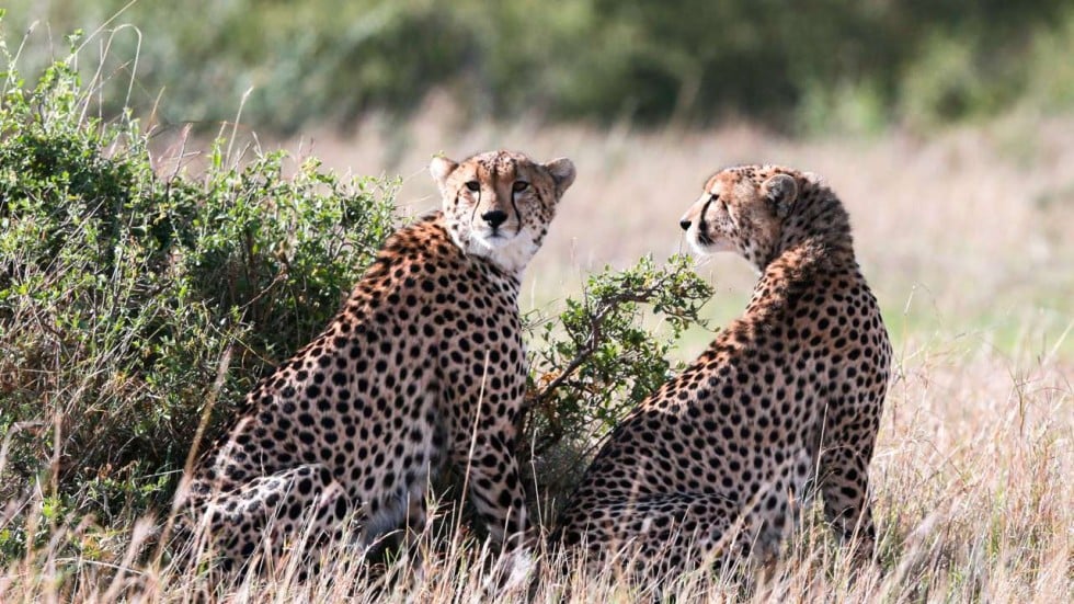 What other animals share habitat with the cheetah?