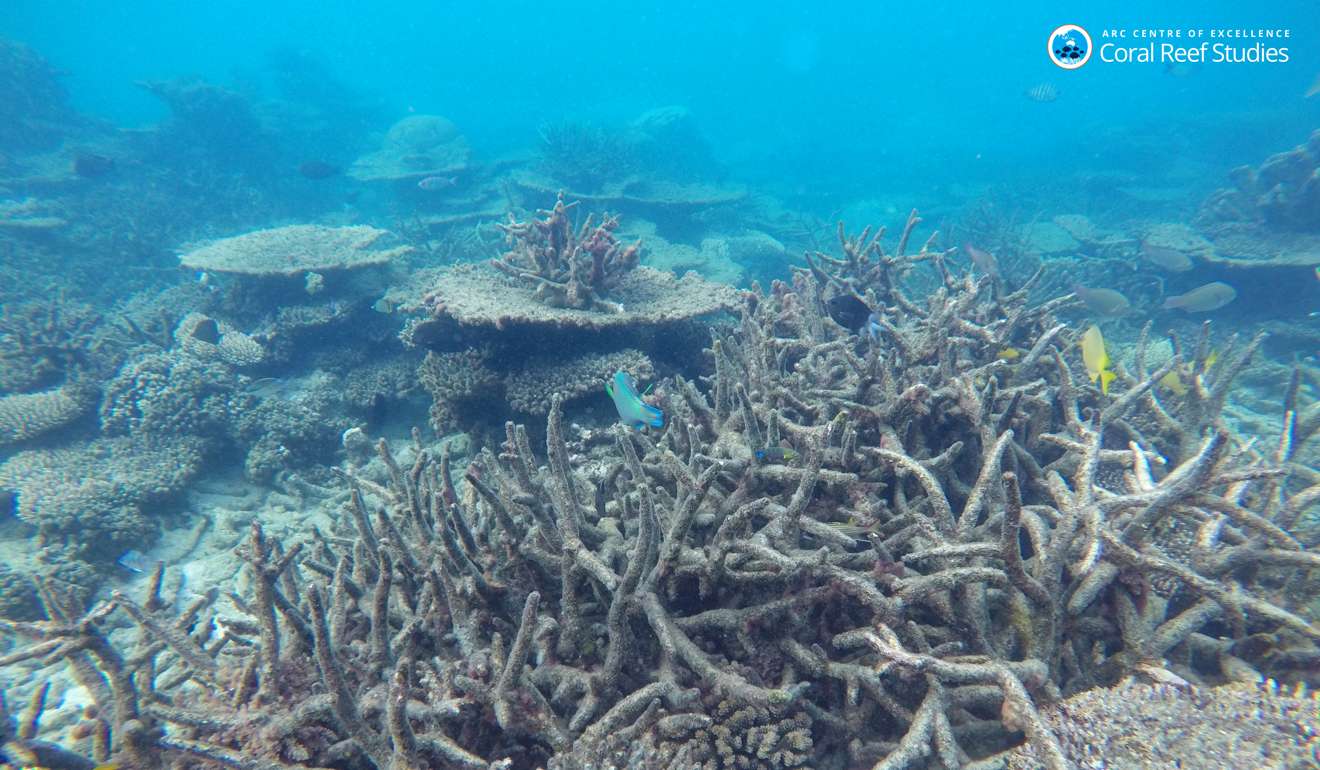 Environmental groups have expressed concerns about the possible impact the Carmichael coal mine in Queensland, Australia, could have on the Great Barrier Reef. Photo: AP