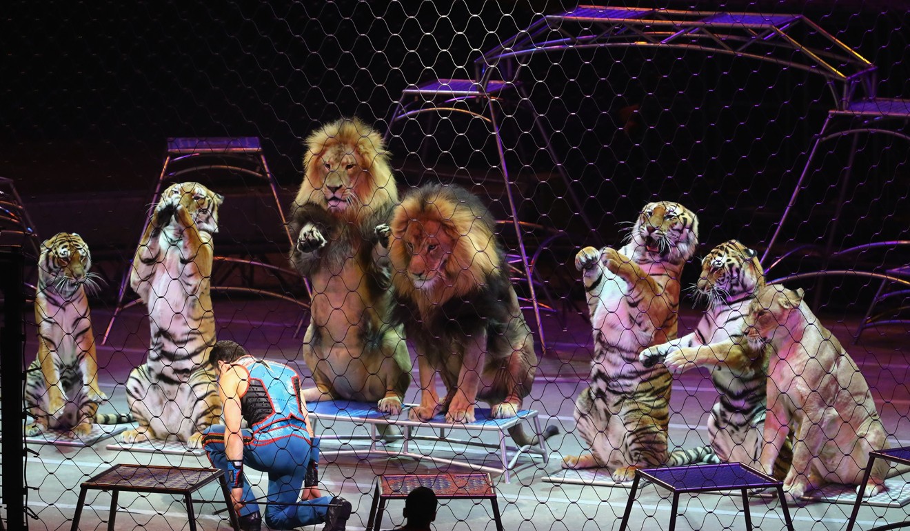 It’s an arena show, with an extravaganza of big cats, motorcycle stunts, clowns performing death-defying tricks, ice skaters and Mongolian contortionists. Photo: AFP