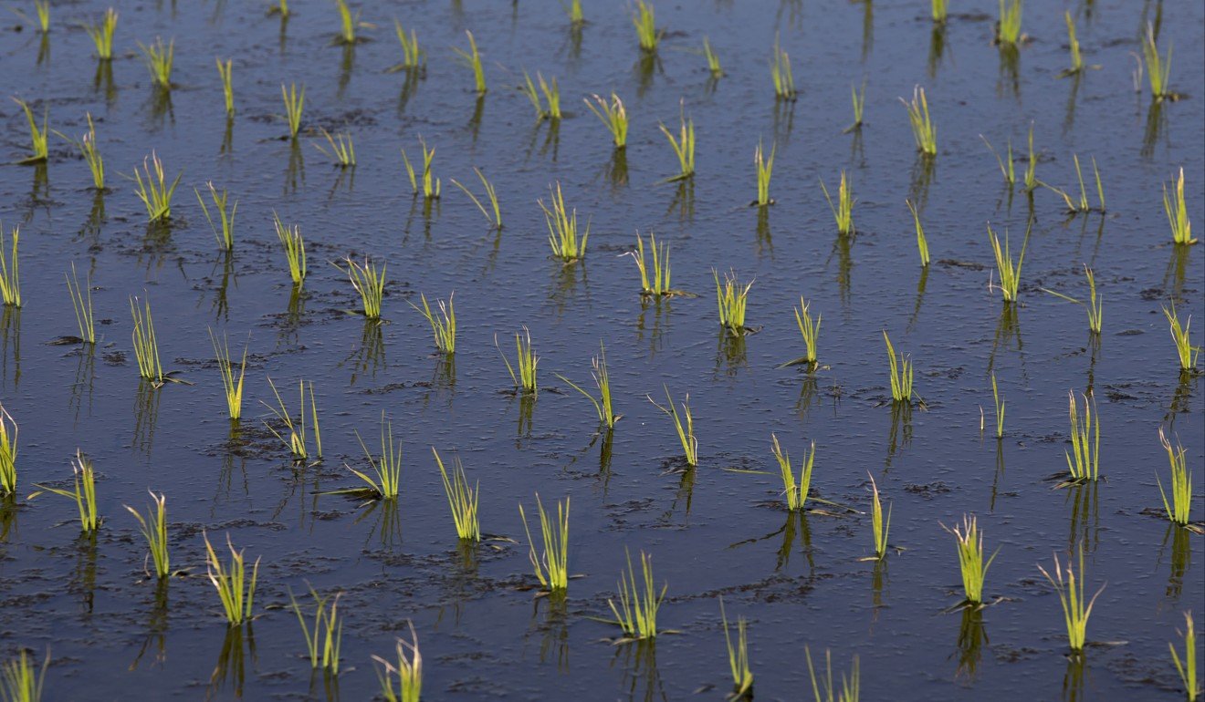 Newly planted rice in a paddy field in Japan’s Ibaraki prefecture this month. Photo: Bloomberg