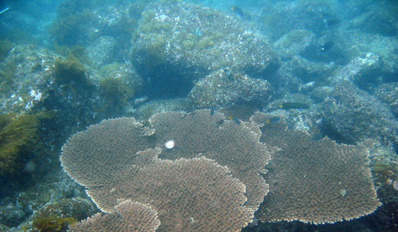 The report found coral recruitment had dropped to alarmingly low levels. Photo: Dickson Wong