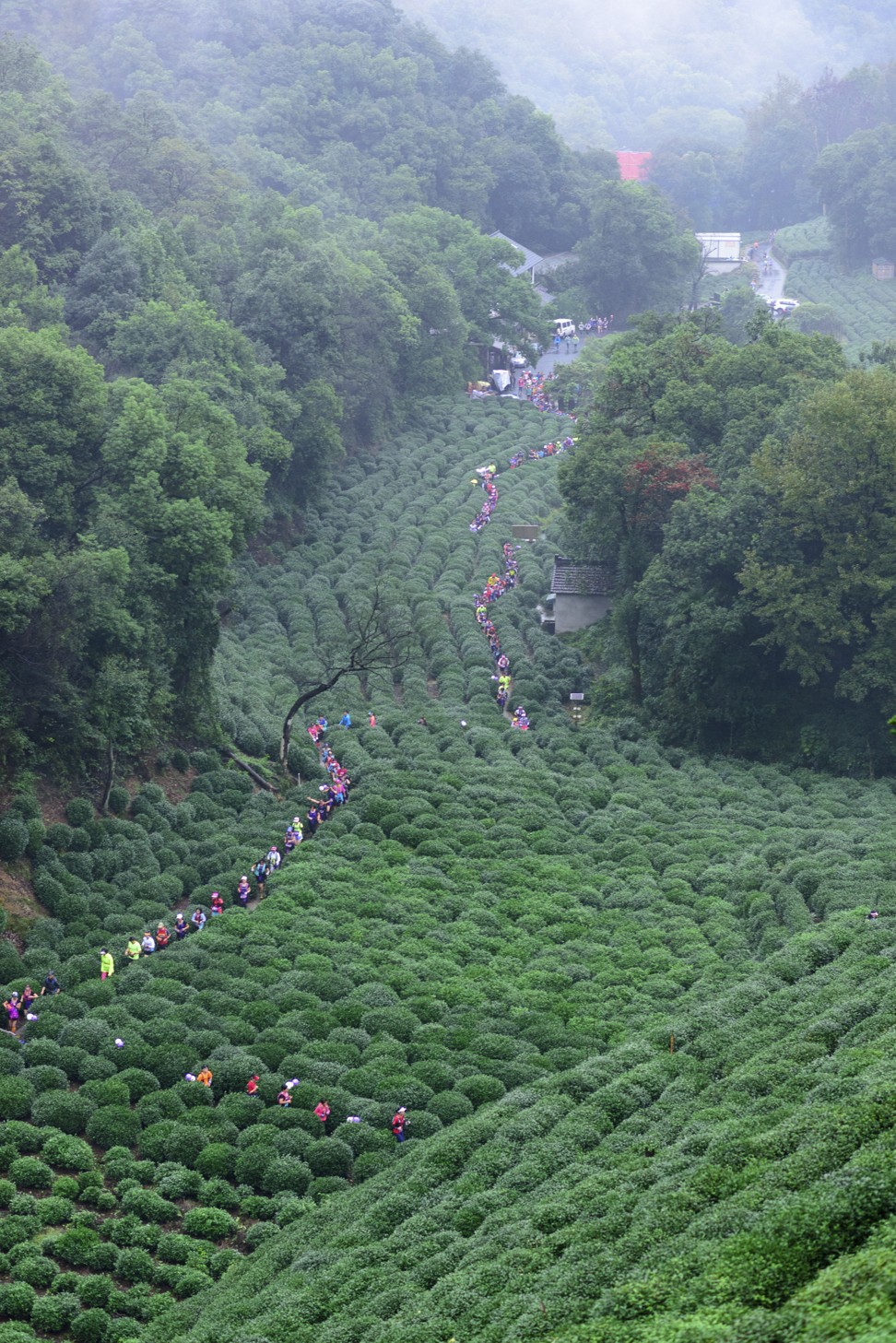 Competitors weave their way through tea plantations during the Alice in Wonder Trail in Hangzhou. Photo: Da Shu