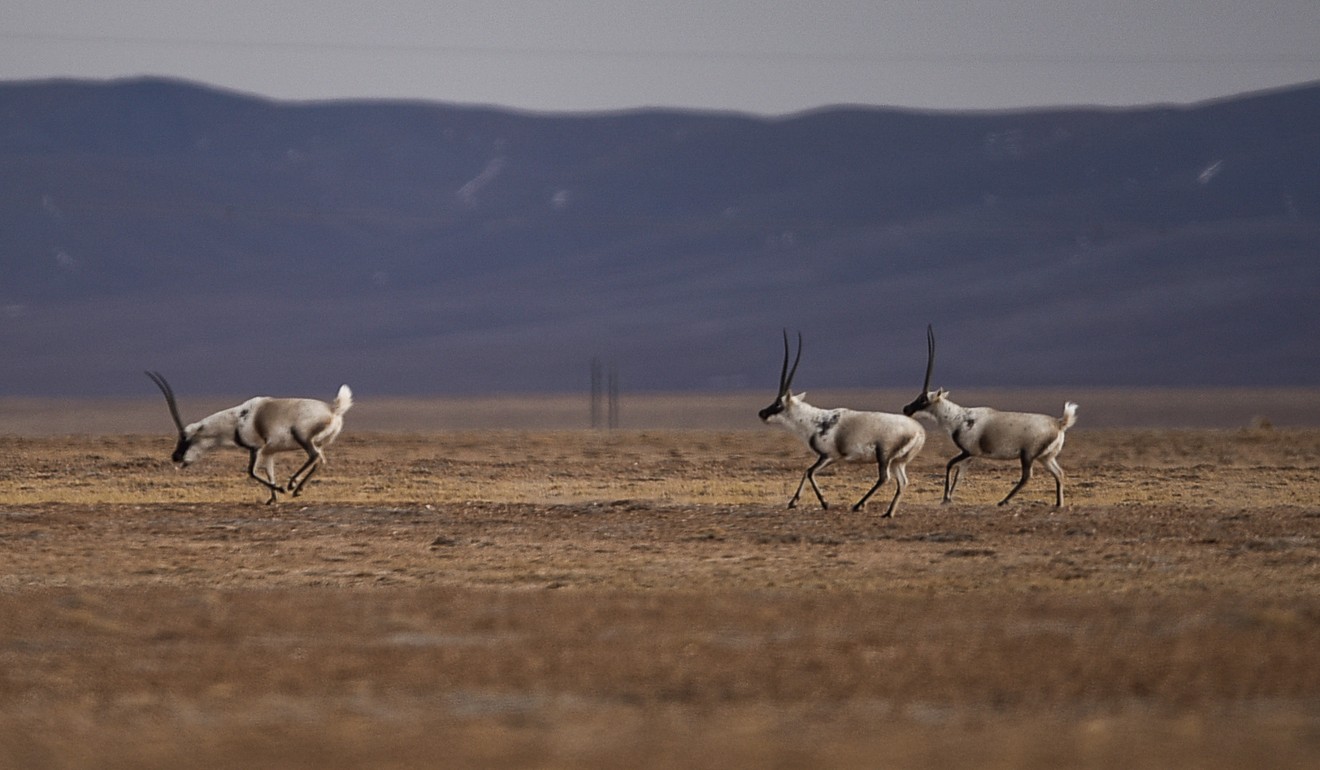 State-protected Tibetan antelopes run across grasslands in the Hoh Xil nature reserve. Photo: Xinhua
