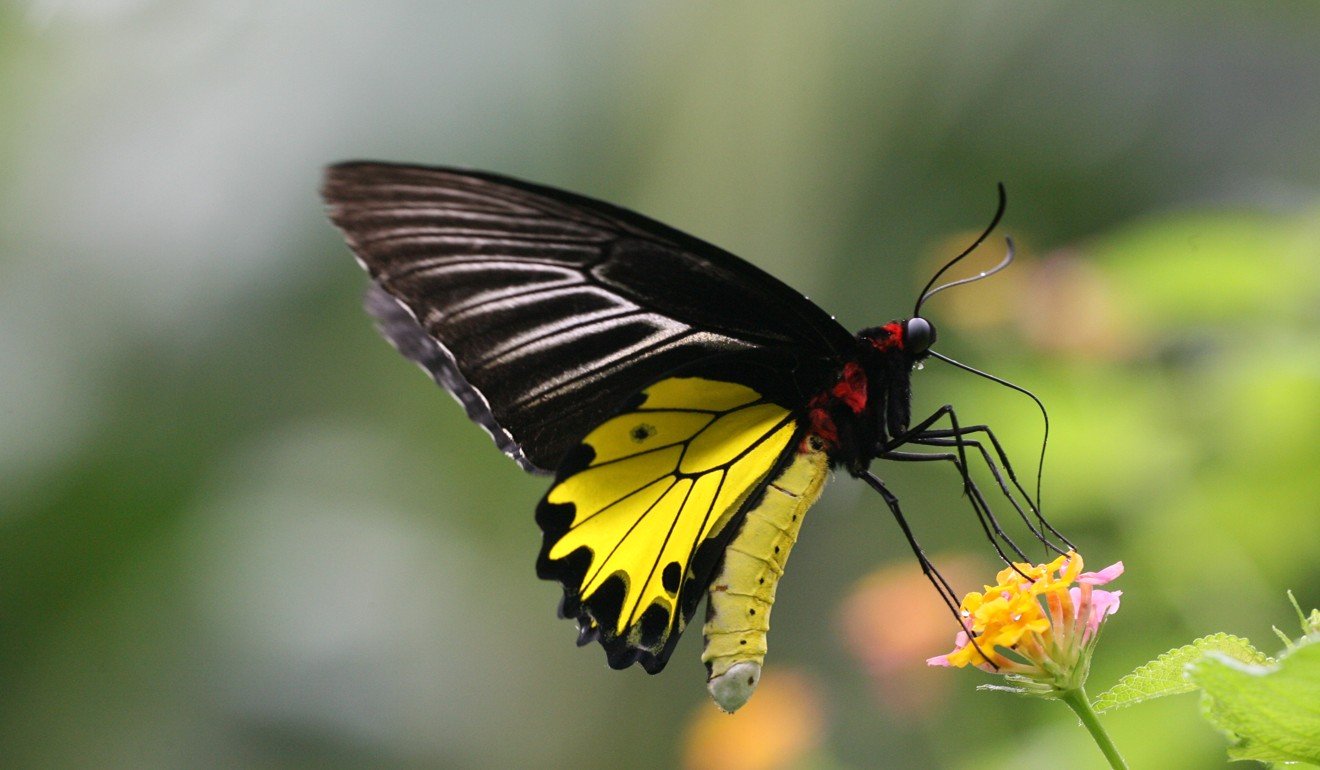 Housing or rare butterflies? Hong Kong green group says country park ...