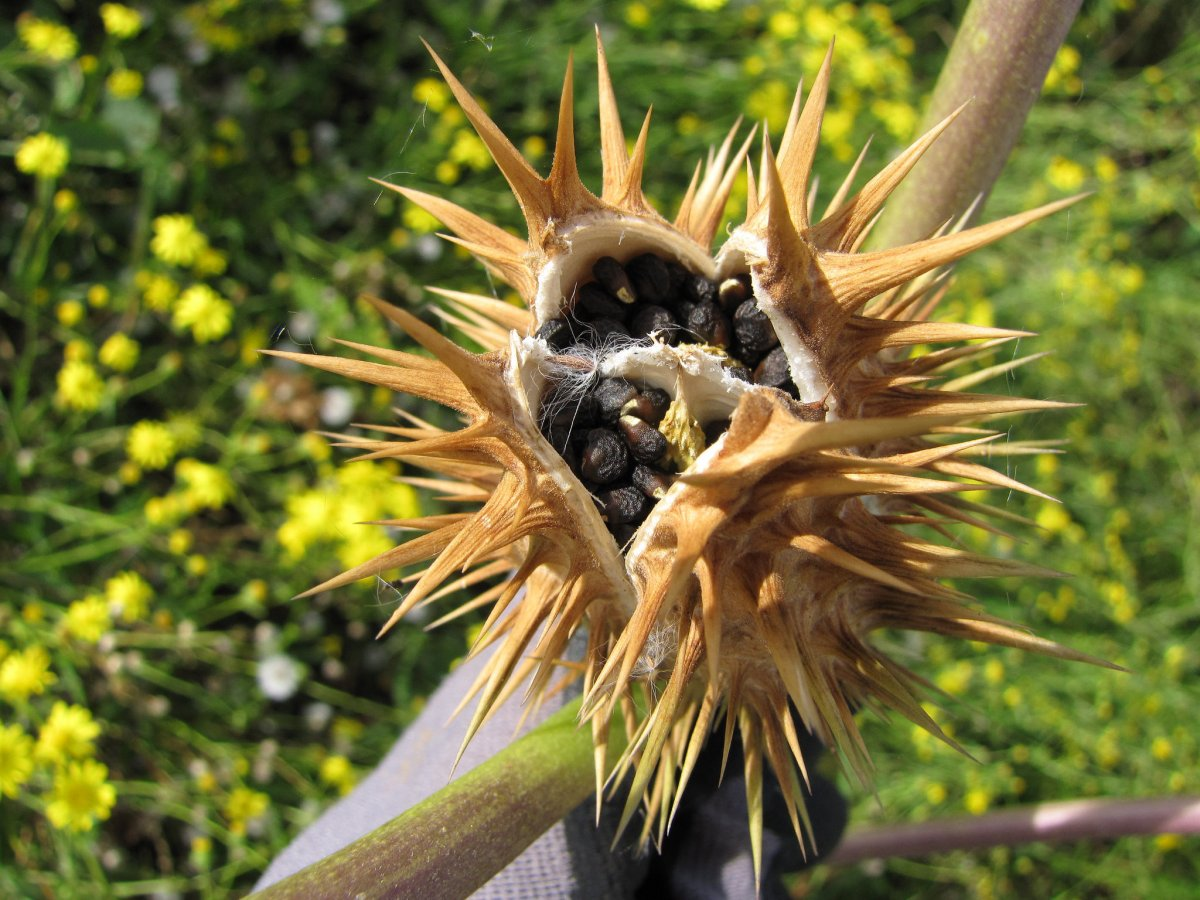 The nine most dangerous plants in the world South China Morning Post