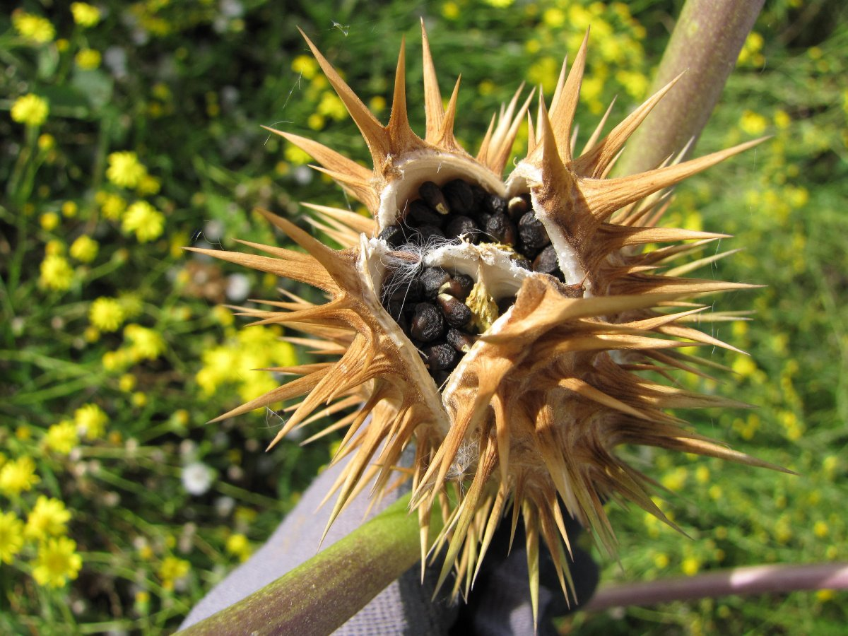 The Nine Most Dangerous Plants In The World South China Morning Post