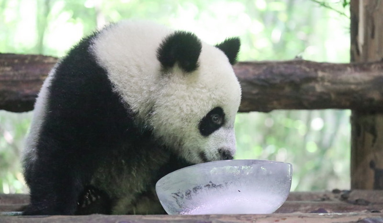 A giant panda at Shanghai Wild Animal Park keeps cool with a refreshing block of ice. Photo: Handout
