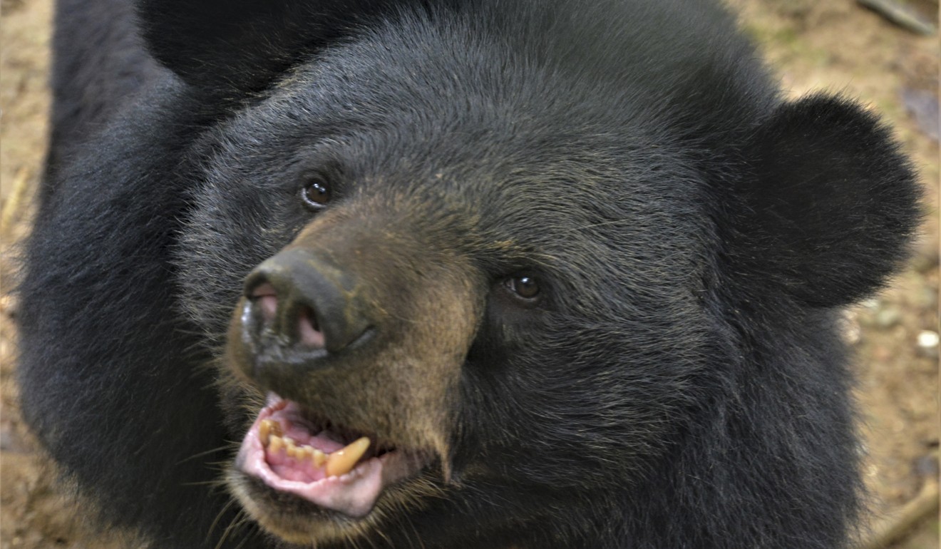 In Vietnam bear farming is now illegal and the government has pledged to rescue more than 1,000 of the animals estimated to be held in captivity. Photo: Tibor Krausz