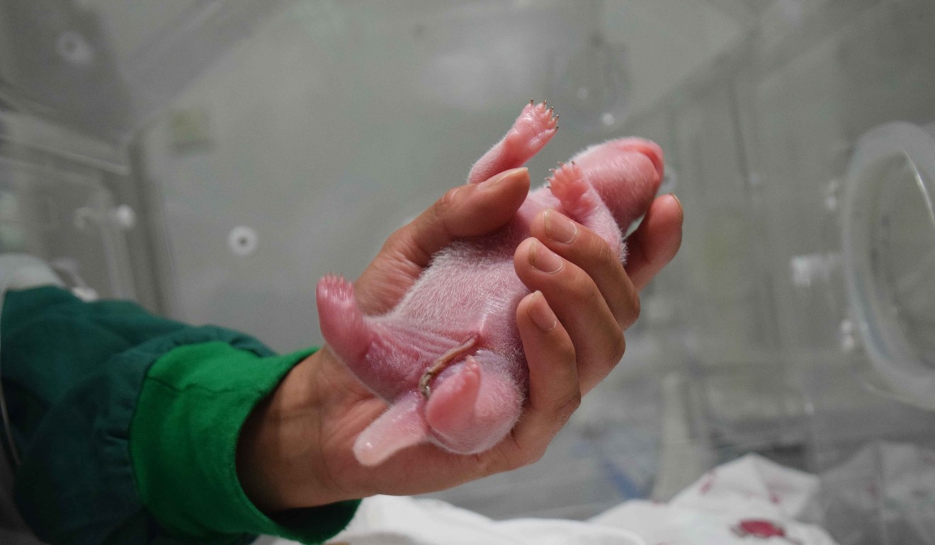 It’s a girl! The newborn giant panda cub is the world’s first to be born to both captive and wild parents. Photo: Xinhua