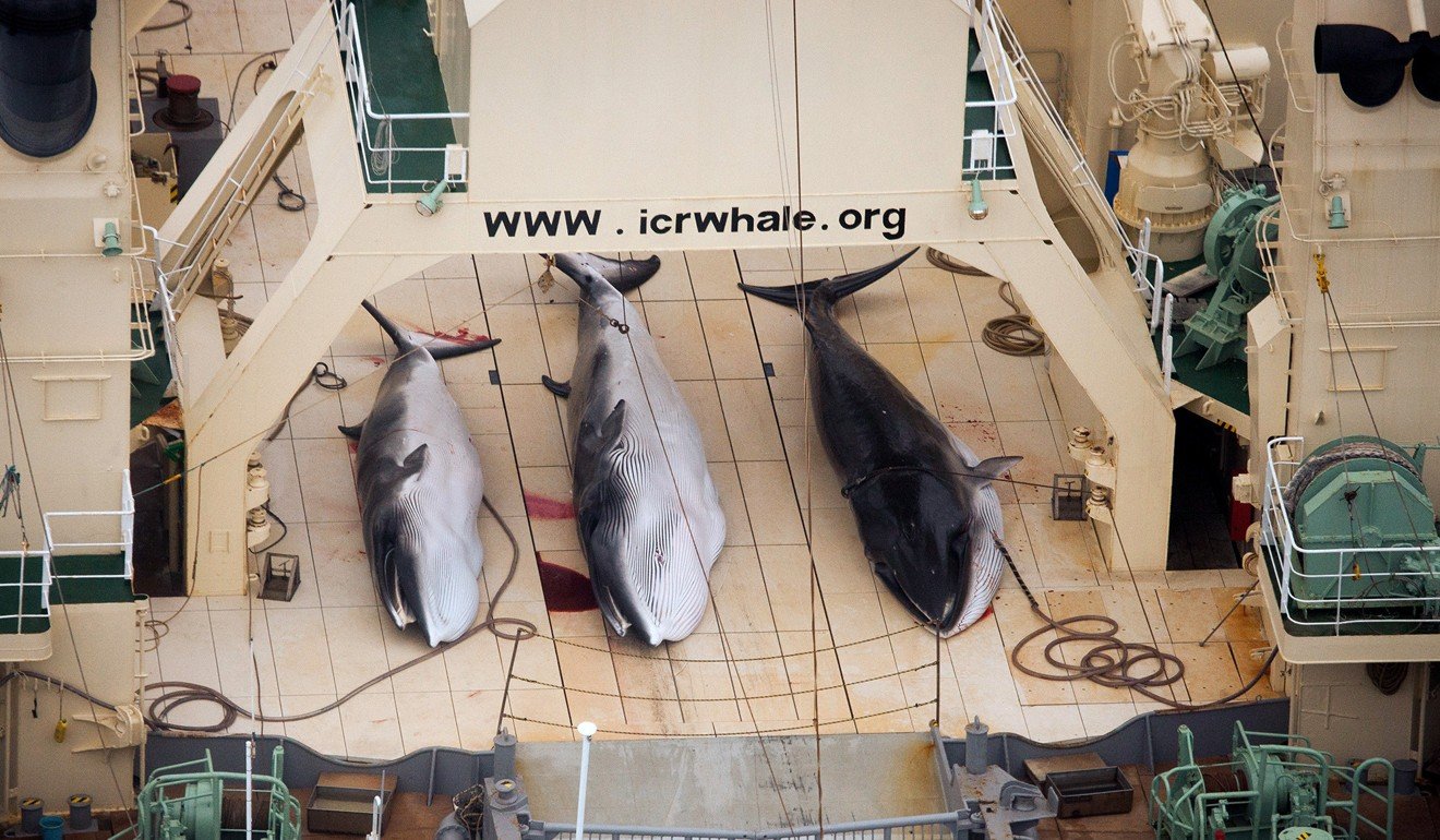 Three dead minke whales lie on the deck of the Japanese whaling vessel Nisshin Maru, in the Southern Ocean in 2014. File photo: Sea Shepherd Conservation Society/Tim Watters