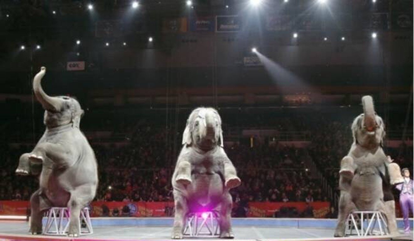 Circus performers refuse to leave the stage as zoo tries to ban live