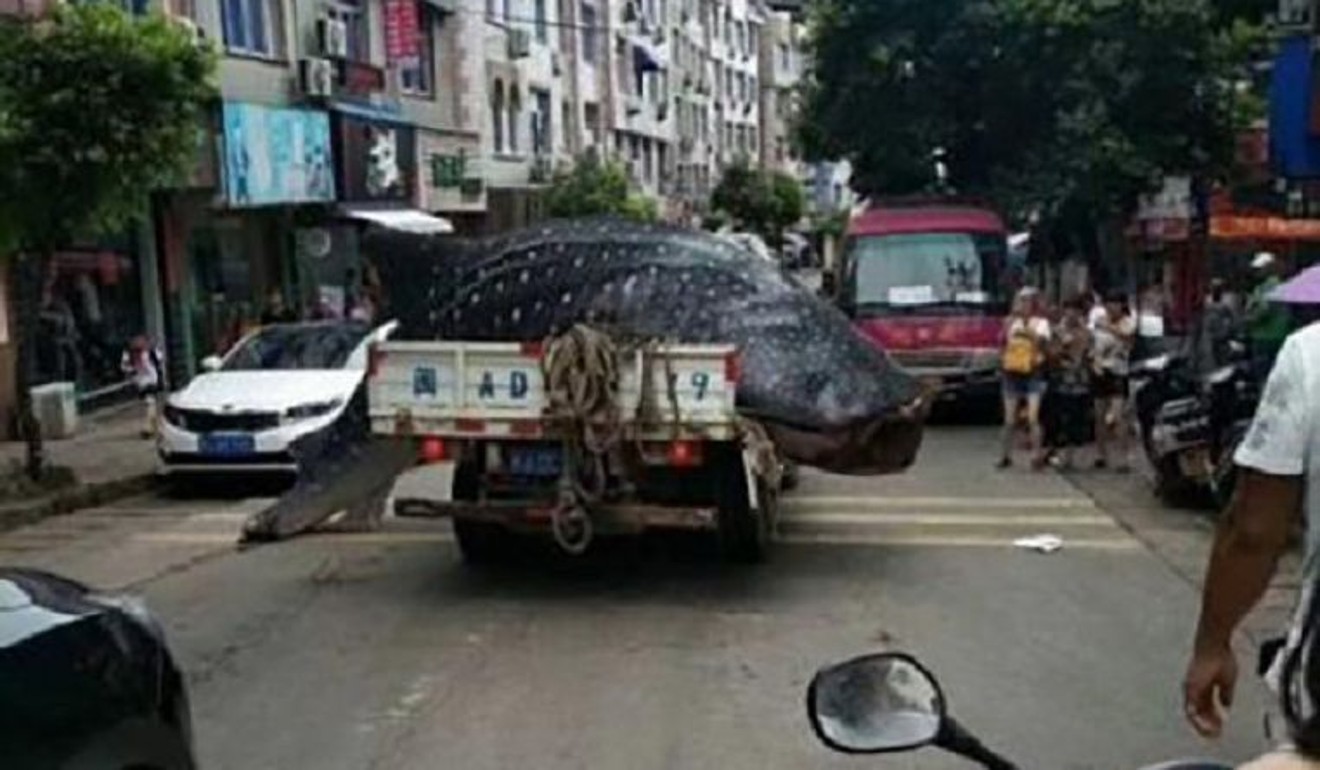 The huge whale shark is driven through the streets of Sansha in Fujian province. Photo: Handout