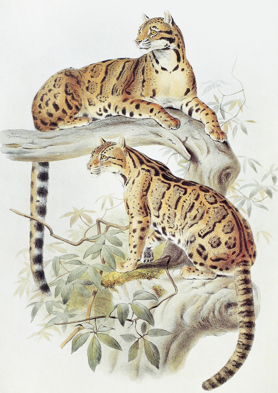 An 1883 lithograph of clouded leopards.