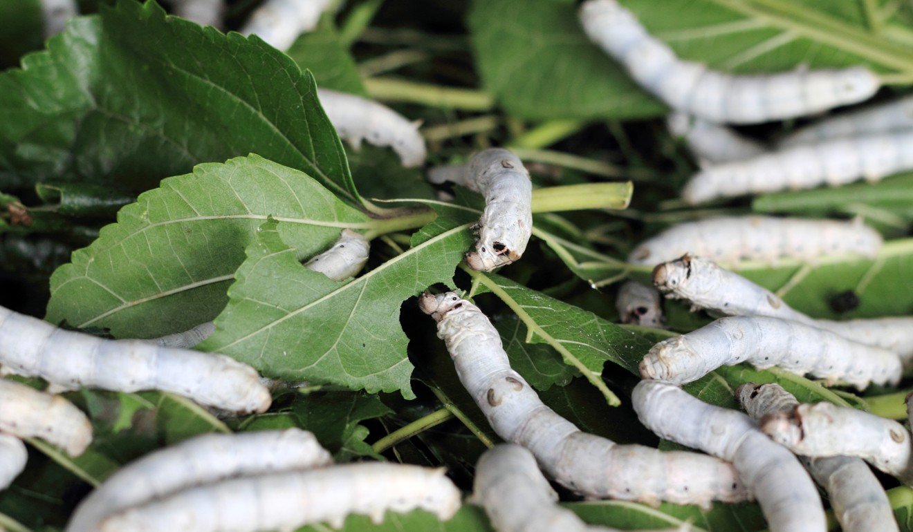 The initial results showed that silk spun by space-going silkworms was stronger than those who remained grounded on Earth. Photo: Corbis