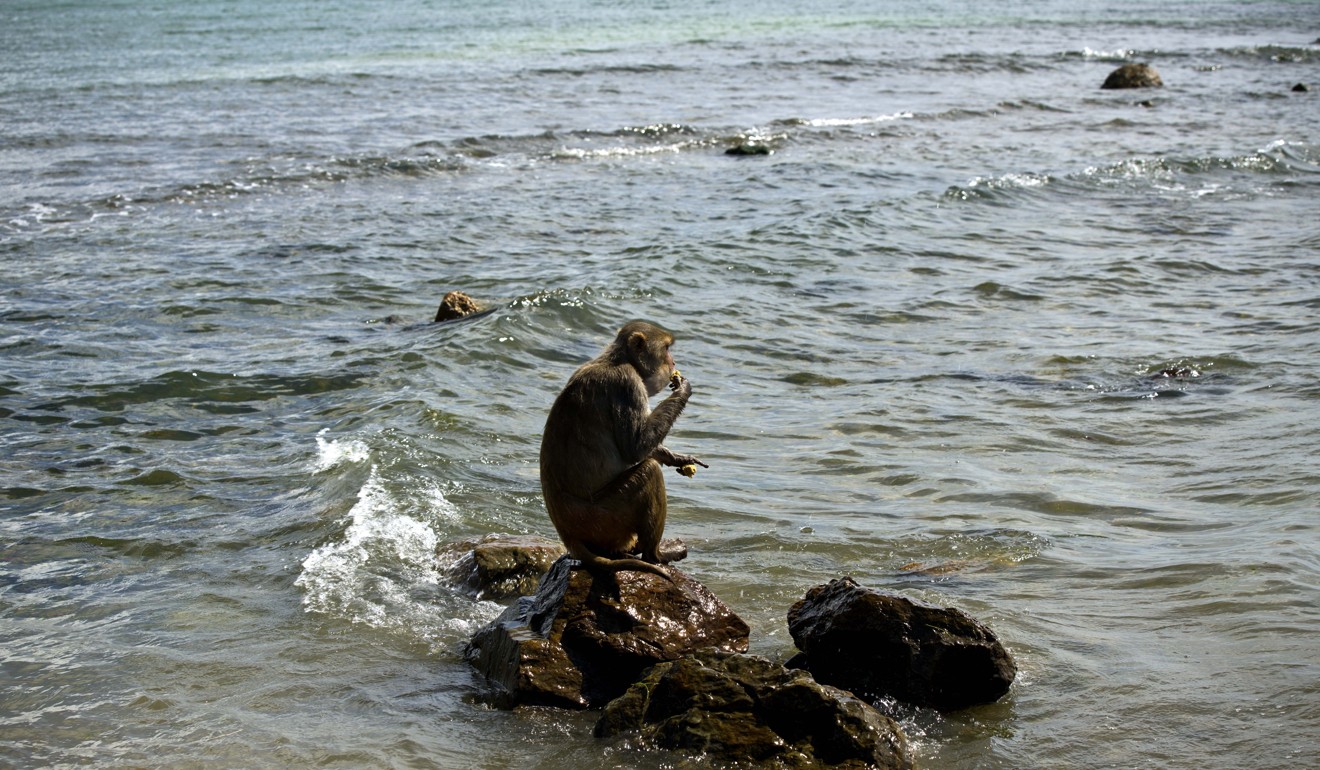 A monkey eats atop a rock off of Cayo Santiago. Photo: AP