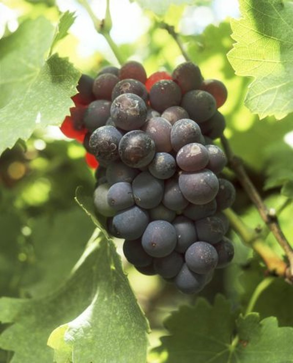 Grenache grapes from Australia.