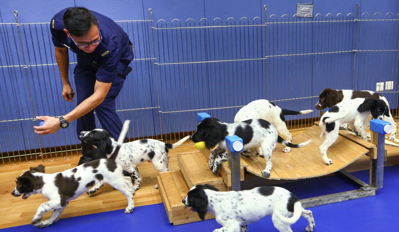 Hong Kong Correctional Services Department and Customs both train sniffer dogs for various purposes. Photo: Edmond So