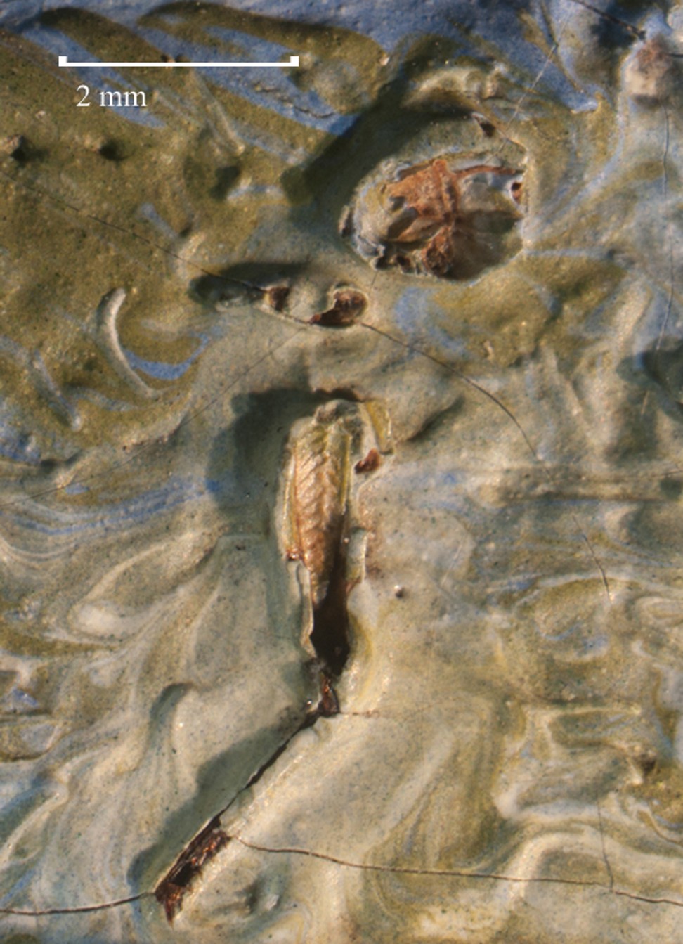 A grasshopper embedded in the painting ‘Olive Trees’ by Dutch artist Vincent van Gogh. Photo: AFP